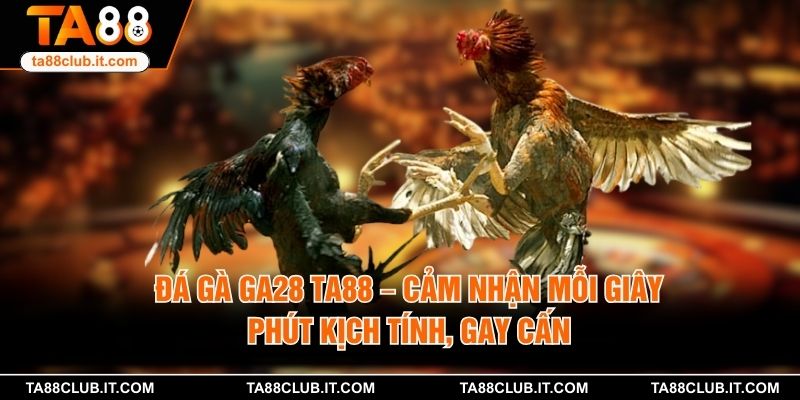 Đá gà GA28 TA88 – Cảm Nhận Mỗi Giây Phút Kịch Tính, Gay Cấn