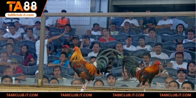 Vì sao đá gà GA28 được yêu thích