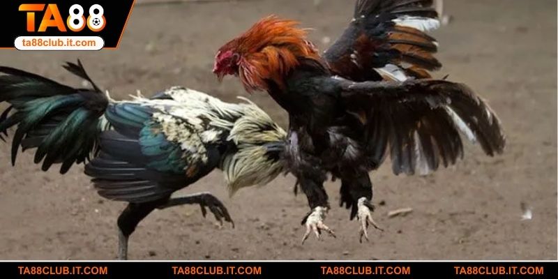 Lưu ý khi cá cược tại GA28 cho người mới