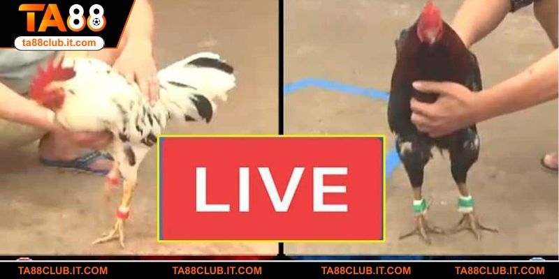 Đá gà Thomo TA88 là gì và vì sao lại hot đến vậy?