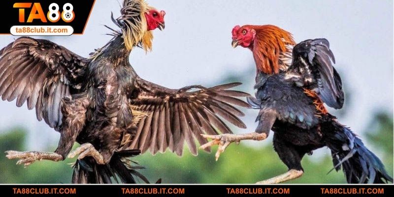 Mẹo Chơi Đá Gà Thomo TA88 Dễ Thắng Từ Cao Thủ